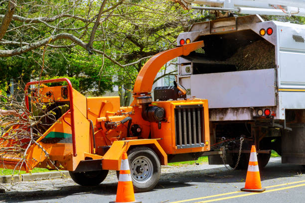 How Our Tree Care Process Works  in  Canaan, CT